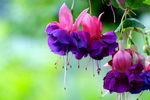 گوشواره
